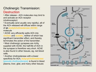 Cholinergic Transmission:
Destruction
• After release - ACh molecules may bind to
and activate an ACh receptor (cholinoceptor)
• Eventually (and usually very rapidly), all of
the ACh released will diffuse within range of
an acetylcholinesterase (AChE) molecule
• AChE very efficiently splits ACh into choline
and acetate, neither of which has significant
transmitter effect, and thereby terminates the
action of the transmitter.
• Most cholinergic synapses are richly
supplied with AChE; the half-life of ACh in the
synapse is therefore very short. AChE is also
found in other tissues, eg, red blood cells.
• Another cholinesterase with a lower
specificity for ACh, butyrylcholinesterase
[pseudo cholinesterase], is found in blood
plasma, liver, glial, and many other tissues
 