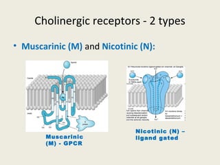 Cholinergic receptors - 2 types
• Muscarinic (M) and Nicotinic (N):
Muscarinic (M)
- GPCR
Nicotinic (N) –
ligand gated
 