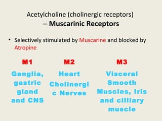 Acetylcholine (cholinergic receptors)
– Muscarinic Receptors
M1 M2 M3
Ganglia,
gastric
gland and
CNS
Heart
Cholinergic
Ner...