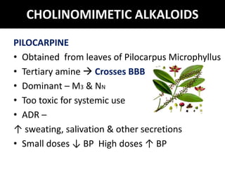 CHOLINOMIMETIC ALKALOIDS
PILOCARPINE
• Obtained from leaves of Pilocarpus Microphyllus
• Tertiary amine  Crosses BBB
• Dominant – M3 & NN
• Too toxic for systemic use
• ADR –
↑ sweating, salivation & other secretions
• Small doses ↓ BP High doses ↑ BP
 