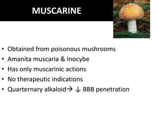 MUSCARINE
• Obtained from poisonous mushrooms
• Amanita muscaria & Inocybe
• Has only muscarinic actions
• No therapeutic indications
• Quarternary alkaloid ↓ BBB penetration
 