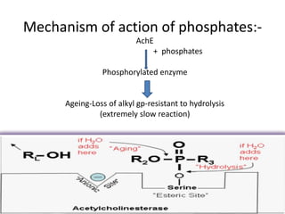 Mechanism of action of phosphates:-
AchE
+ phosphates
Phosphorylated enzyme
Ageing-Loss of alkyl gp-resistant to hydrolysis
(extremely slow reaction)
 