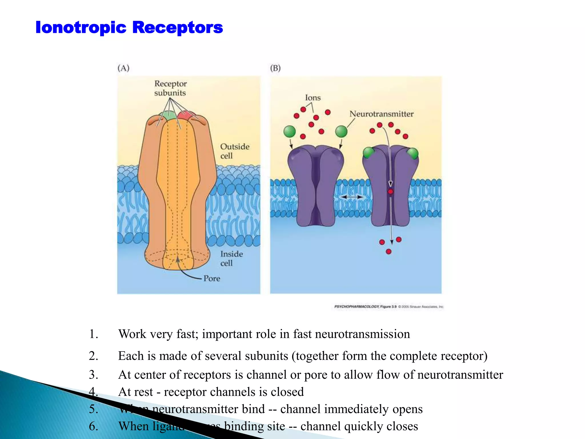 Cholinergic receptors and its modulators(agonists, antagonists etc) | PPTX