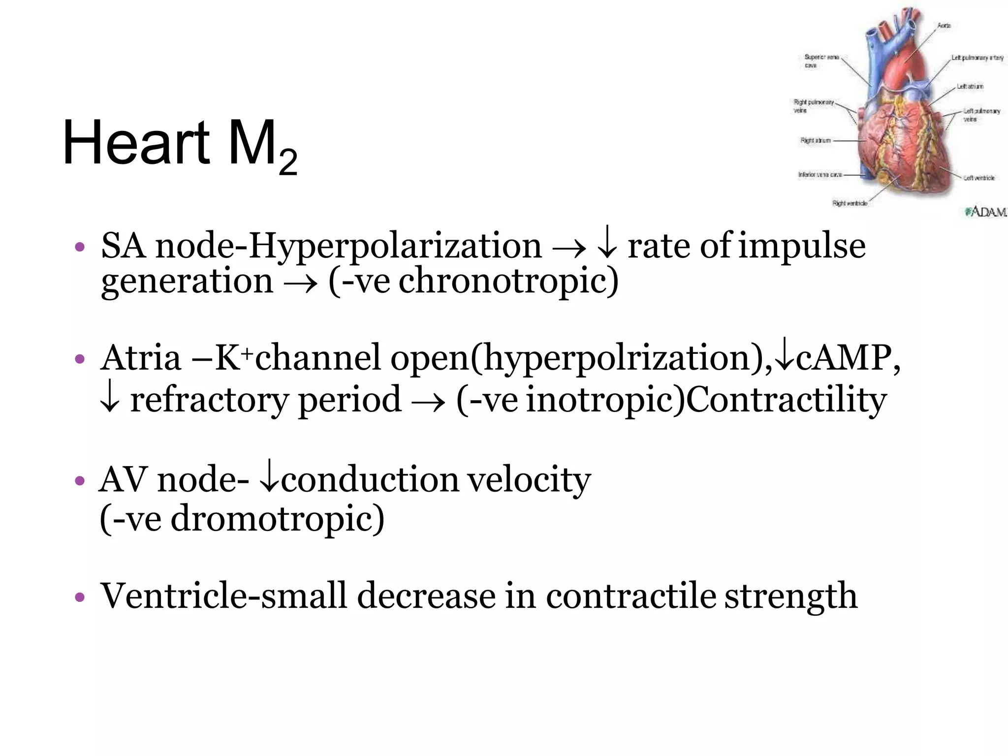 Heart M2
• SA node-Hyperpolarization   rate of impulse
generation  (-ve chronotropic)
• Atria –K+channel open(hyperpolrization),cAMP,
 refractory period  (-ve inotropic)Contractility
• AV node- conduction velocity
(-ve dromotropic)
• Ventricle-small decrease in contractile strength
 