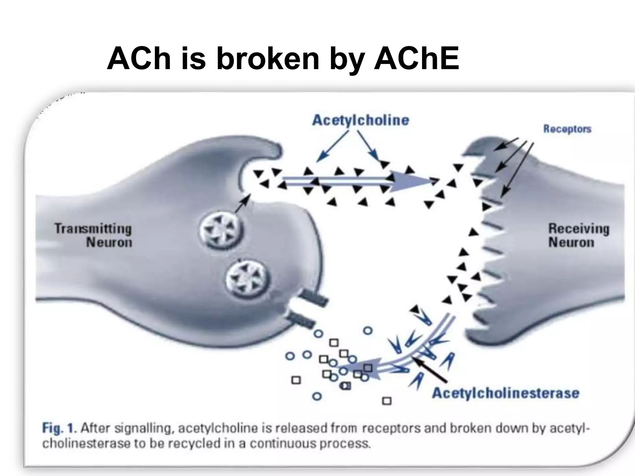 ACh is broken by AChE
 