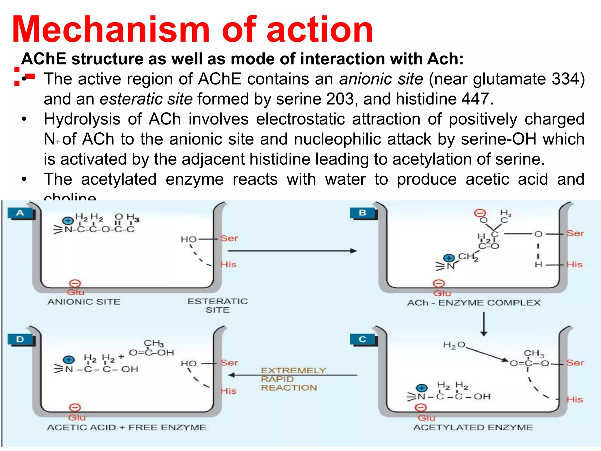 Mechanism of action
:-
AChE structure as well as mode of interaction with Ach:
• The active region of AChE contains an anionic site (near glutamate 334)
and an esteratic site formed by serine 203, and histidine 447.
• Hydrolysis of ACh involves electrostatic attraction of positively charged
N+ of ACh to the anionic site and nucleophilic attack by serine-OH which
is activated by the adjacent histidine leading to acetylation of serine.
• The acetylated enzyme reacts with water to produce acetic acid and
choline.
 