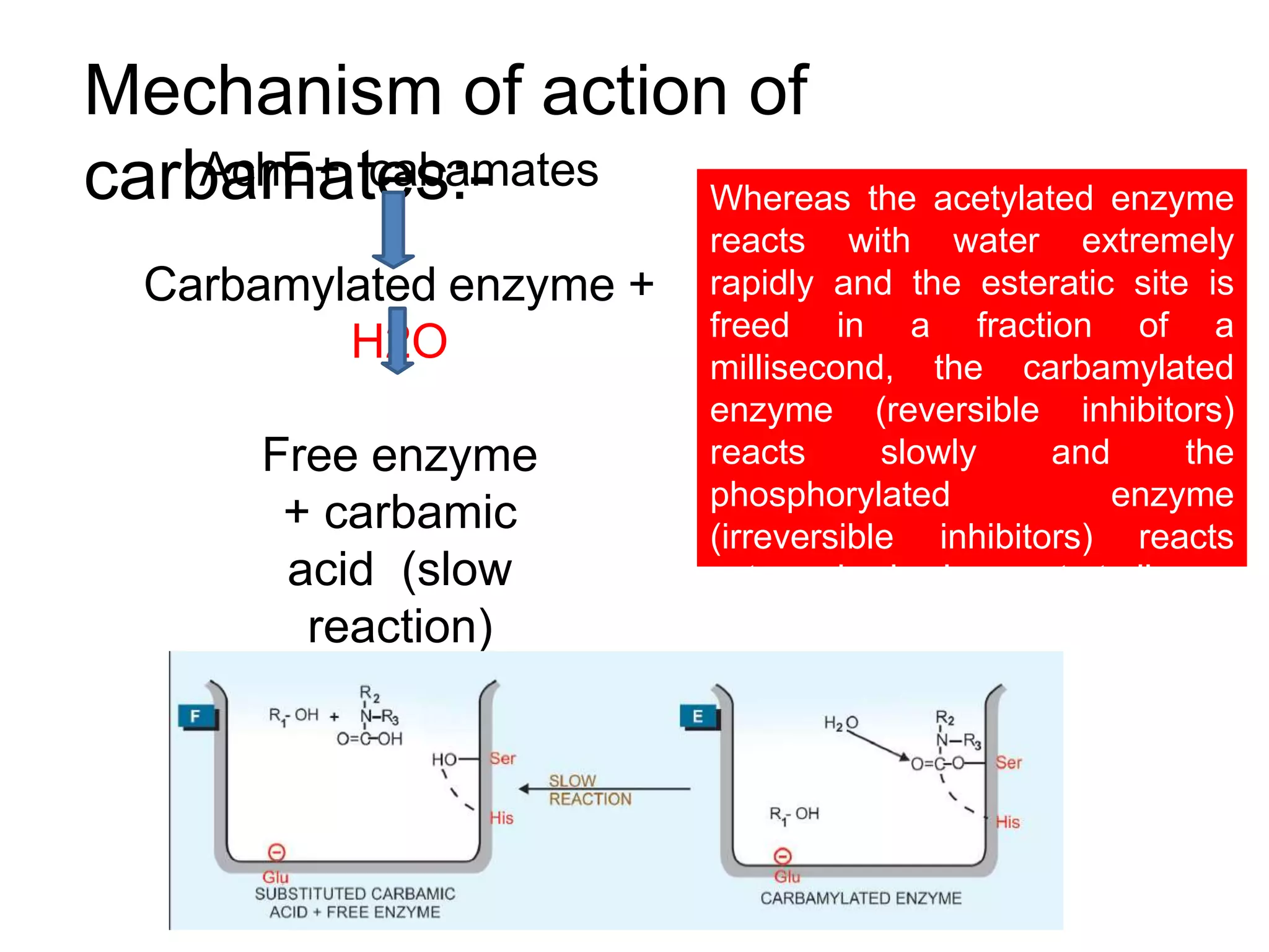 Mechanism of action of
carbamates:-
AchE+ cabamates
Carbamylated enzyme +
H2O
Free enzyme
+ carbamic
acid (slow
reaction)
Whereas the acetylated enzyme
reacts with water extremely
rapidly and the esteratic site is
freed in a fraction of a
millisecond, the carbamylated
enzyme (reversible inhibitors)
reacts slowly and the
phosphorylated enzyme
(irreversible inhibitors) reacts
extremely slowly or not at all.
 