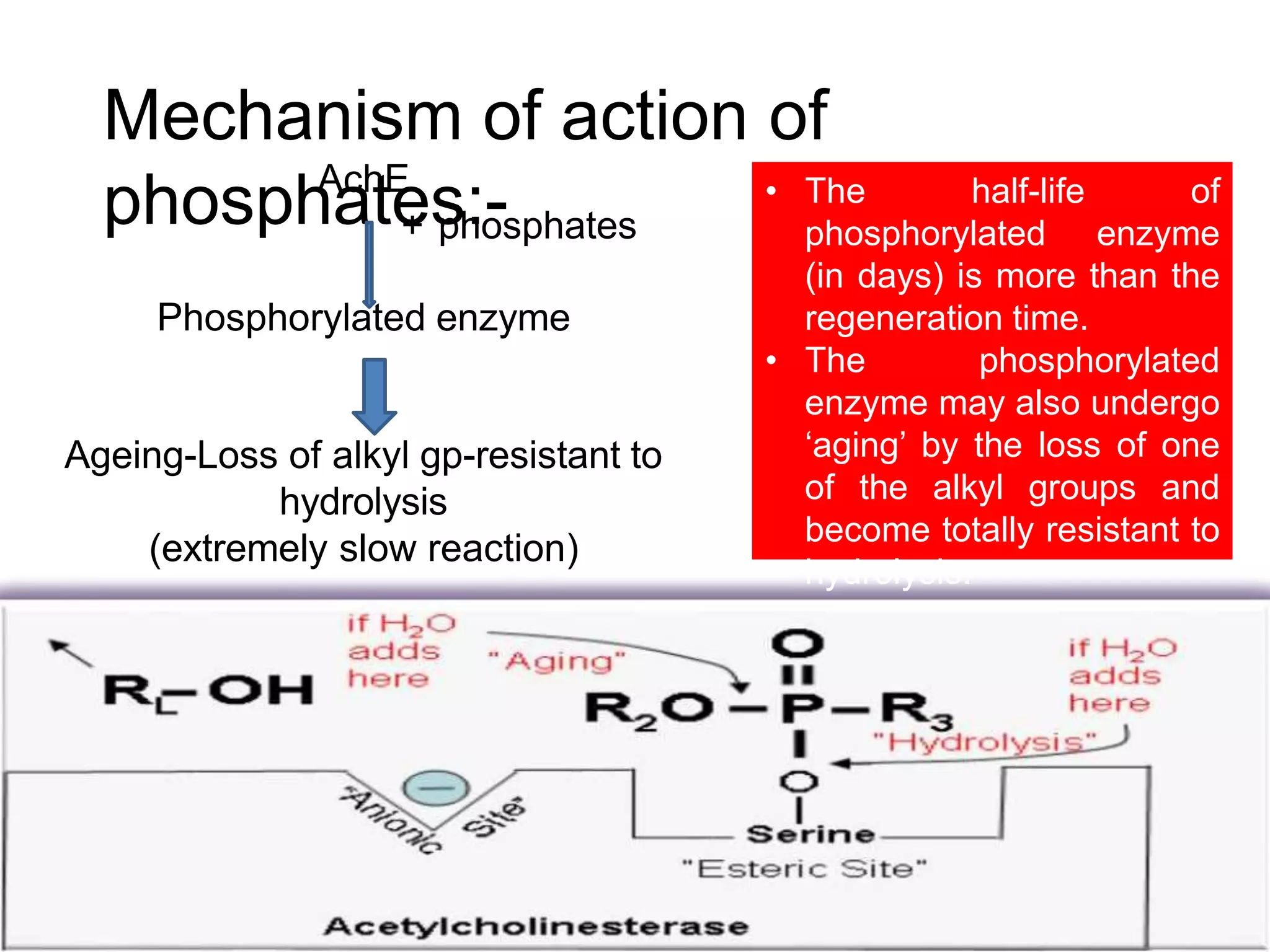 Mechanism of action of
phosphates:-
AchE
+ phosphates
Phosphorylated enzyme
Ageing-Loss of alkyl gp-resistant to
hydrolysis
(extremely slow reaction)
• The half-life of
phosphorylated enzyme
(in days) is more than the
regeneration time.
• The phosphorylated
enzyme may also undergo
‘aging’ by the loss of one
of the alkyl groups and
become totally resistant to
hydrolysis.
 