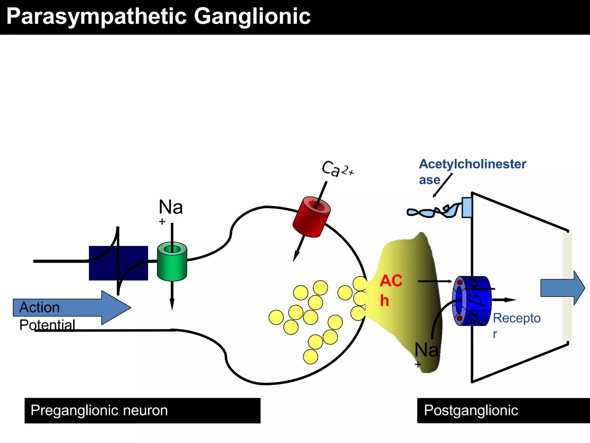 Action
Potential
Na
+



AC
h
Acetylcholinester
ase
Na
+
Parasympathetic Ganglionic
Synapse
Preganglionic neuron Postganglionic
neuron
Recepto
r
 