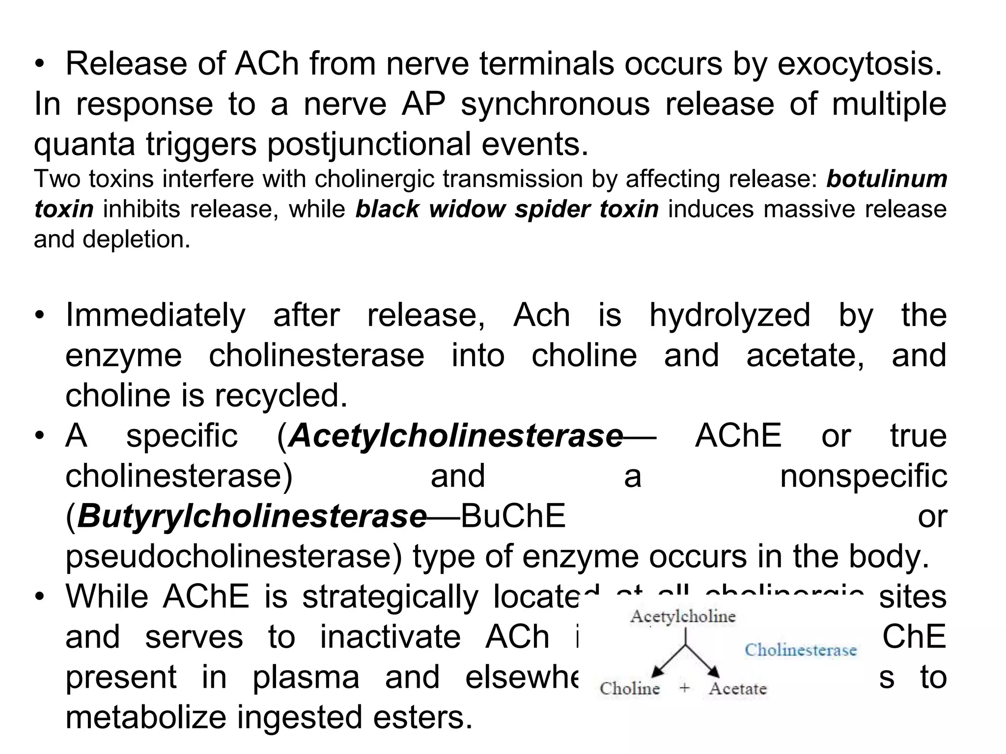 • Release of ACh from nerve terminals occurs by exocytosis.
In response to a nerve AP synchronous release of multiple
quanta triggers postjunctional events.
Two toxins interfere with cholinergic transmission by affecting release: botulinum
toxin inhibits release, while black widow spider toxin induces massive release
and depletion.
• Immediately after release, Ach is hydrolyzed by the
enzyme cholinesterase into choline and acetate, and
choline is recycled.
• A specific (Acetylcholinesterase— AChE or true
cholinesterase) and a nonspecific
(Butyrylcholinesterase—BuChE or
pseudocholinesterase) type of enzyme occurs in the body.
• While AChE is strategically located at all cholinergic sites
and serves to inactivate ACh instantaneously, BuChE
present in plasma and elsewhere probably serves to
metabolize ingested esters.
 