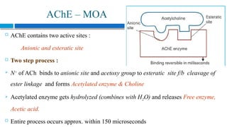 Comprehensive Overview of the Cholinergic System and Pharmacology of ...