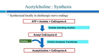 Comprehensive Overview of the Cholinergic System and Pharmacology of ...