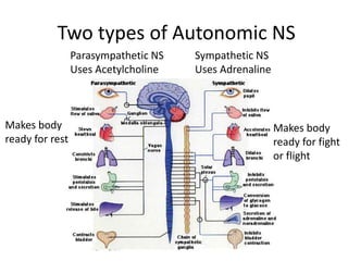 Two types of Autonomic NS
Parasympathetic NS
Uses Acetylcholine
Sympathetic NS
Uses Adrenaline
Makes body
ready for fight
or flight
Makes body
ready for rest
 