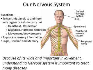 Our Nervous System
Because of its wide and important involvement,
understanding Nervous system is important to treat
many diseases
Functions –
• To transmit signals to and from
body organs or cells to carry out
o Heartbeat, Respiration
o Digestion, Hormone secretion
o Movement, body pressure
• To process sensory information
• Logic, Decision and Memory
 
