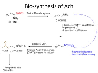 Bio-synthesis of Ach
 