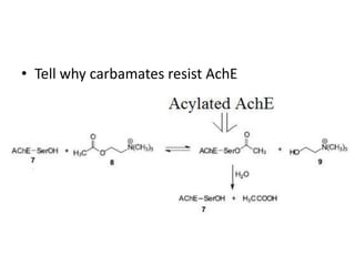 • Tell why carbamates resist AchE
 