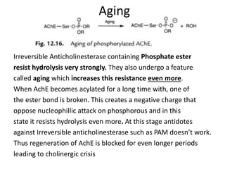 Aging
Irreversible Anticholinesterase containing Phosphate ester
resist hydrolysis very strongly. They also undergo a feature
called aging which increases this resistance even more.
When AchE becomes acylated for a long time with, one of
the ester bond is broken. This creates a negative charge that
oppose nucleophillic attack on phosphorous and in this
state it resists hydrolysis even more. At this stage antidotes
against Irreversible anticholinesterase such as PAM doesn’t work.
Thus regeneration of AchE is blocked for even longer periods
leading to cholinergic crisis
 
