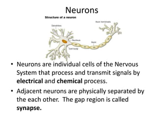 Neurons
• Neurons are individual cells of the Nervous
System that process and transmit signals by
electrical and chemical process.
• Adjacent neurons are physically separated by
the each other. The gap region is called
synapse.
 