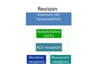 Revision
Autonomic NS/
Parasympathetic
 