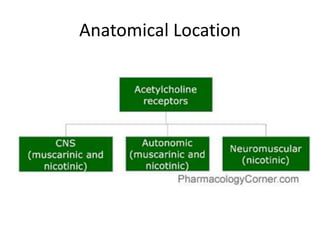 Anatomical Location
 