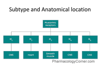 Subtype and Anatomical location
 