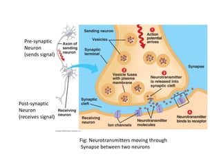 Fig: Neurotransmitters moving through
Synapse between two neurons
Pre-synaptic
Neuron
(sends signal)
Post-synaptic
Neuron
(receives signal)
 