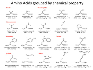 Amino Acids grouped by chemical property
 