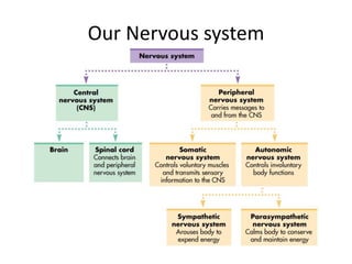 Our Nervous system
 