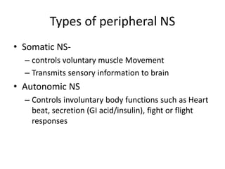 Types of peripheral NS
• Somatic NS-
– controls voluntary muscle Movement
– Transmits sensory information to brain
• Autonomic NS
– Controls involuntary body functions such as Heart
beat, secretion (GI acid/insulin), fight or flight
responses
 