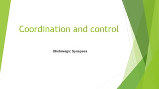 Coordination and control
Cholinergic Synapses
 