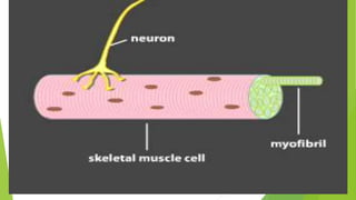 Cholinergic Synapses- cordination and control.pptx
