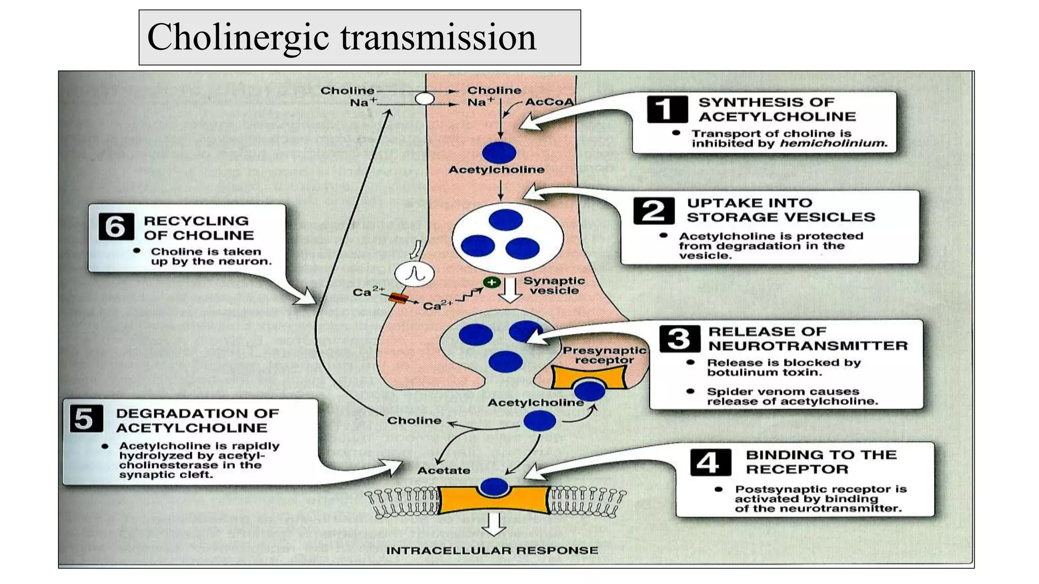 Cholinergic transmission
 