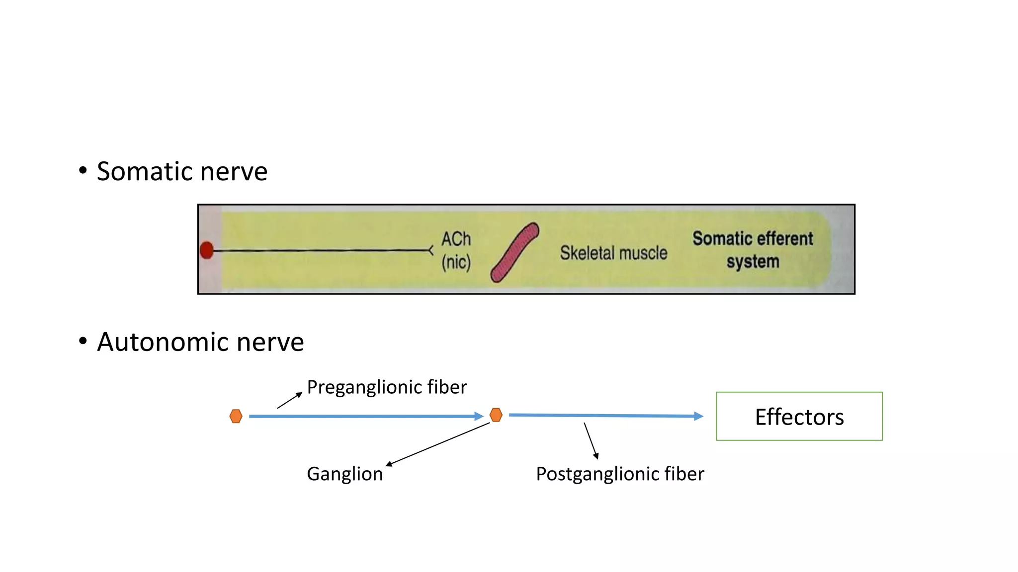 • Somatic nerve
• Autonomic nerve
Preganglionic fiber
Ganglion Postganglionic fiber
Effectors
 
