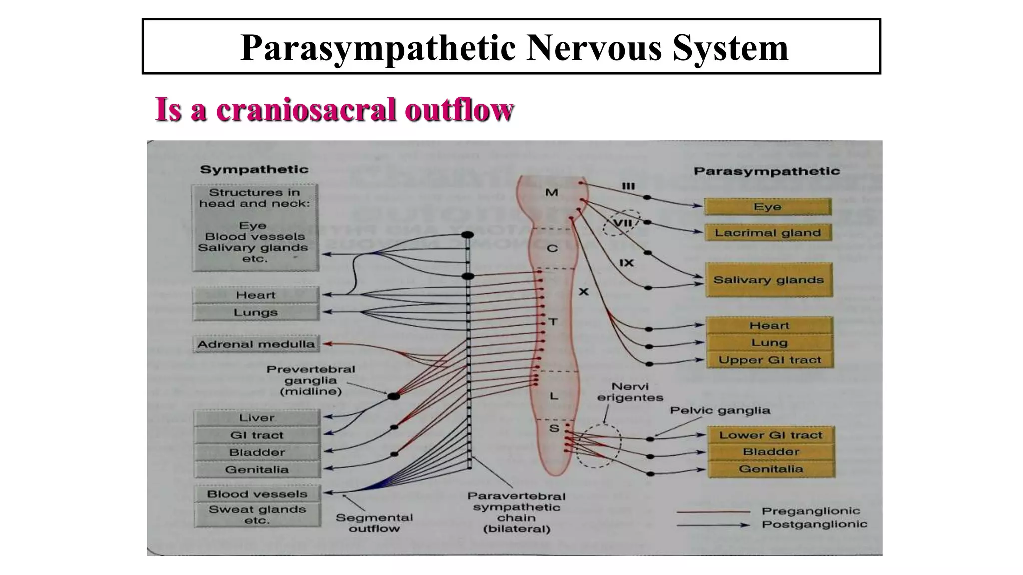 Parasympathetic Nervous System
Is a craniosacral outflow
 
