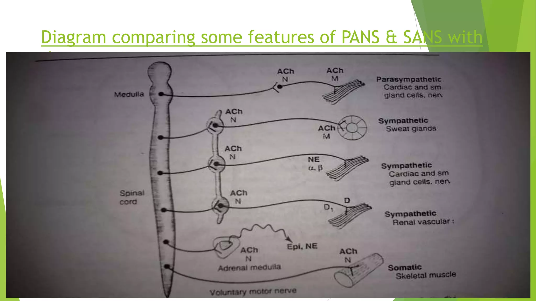 Diagram comparing some features of PANS & SANS with
the somatic motor system
 