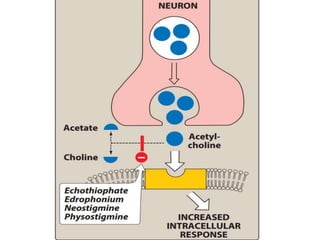 Cholinergic system and drugs | PPTX