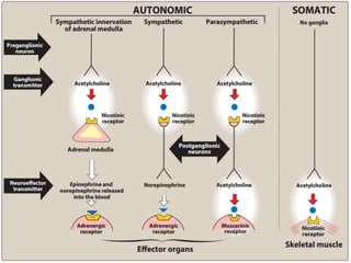 Cholinergic system and drugs | PPTX