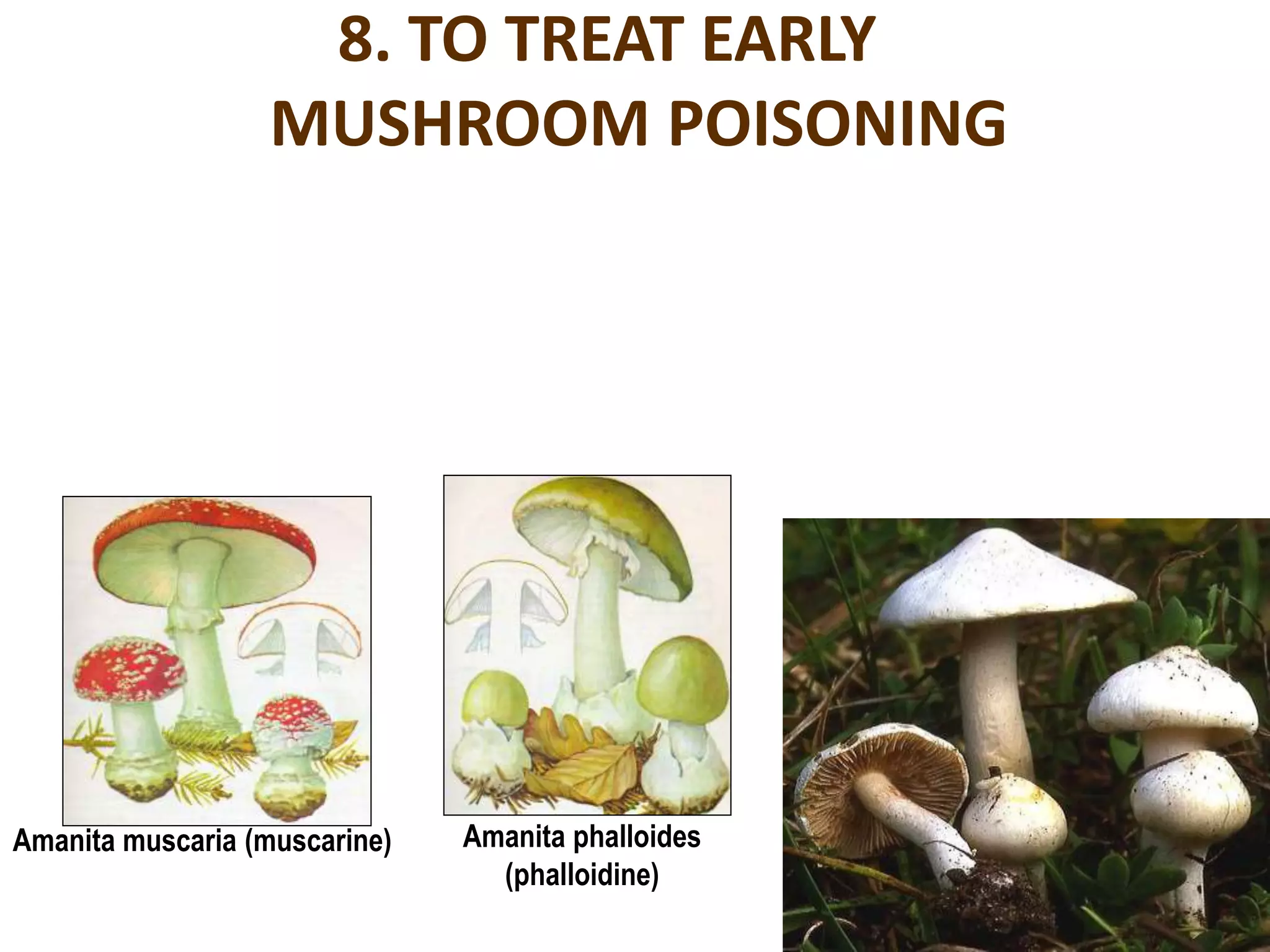 8. TO TREAT EARLY
MUSHROOM POISONING
Amanita muscaria (muscarine) Amanita phalloides
(phalloidine)
 