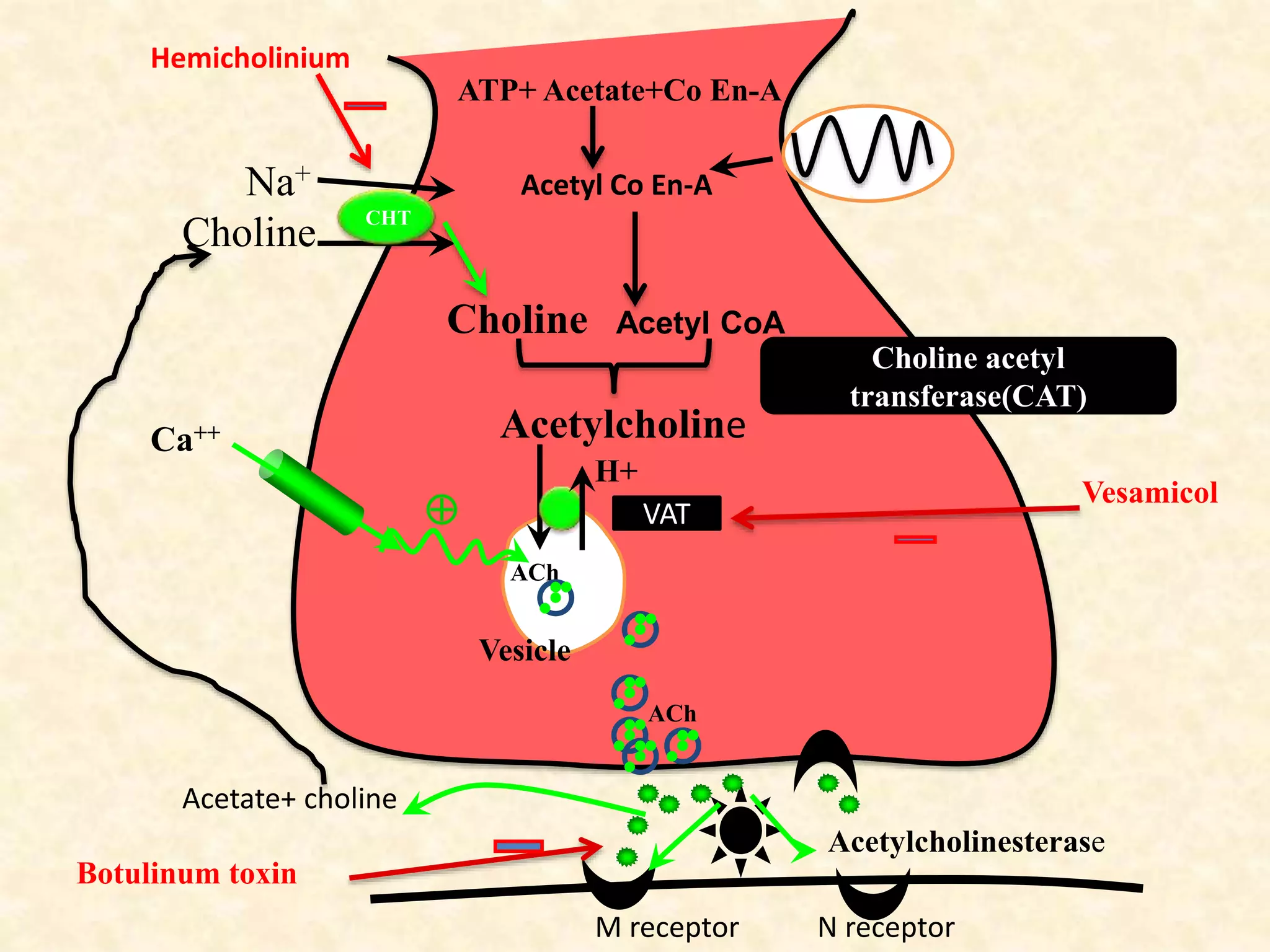 Na+
Choline
CHT
Acetyl CoACholine
ATP+ Acetate+Co En-A
Acetyl Co En-A
Acetylcholine
Choline acetyl
transferase(CAT)
Ca++
ACh
H+
Vesicle
ACh

M receptor
VAT
Acetylcholinesterase
N receptor
Hemicholinium
Vesamicol
Botulinum toxin
Acetate+ choline
 