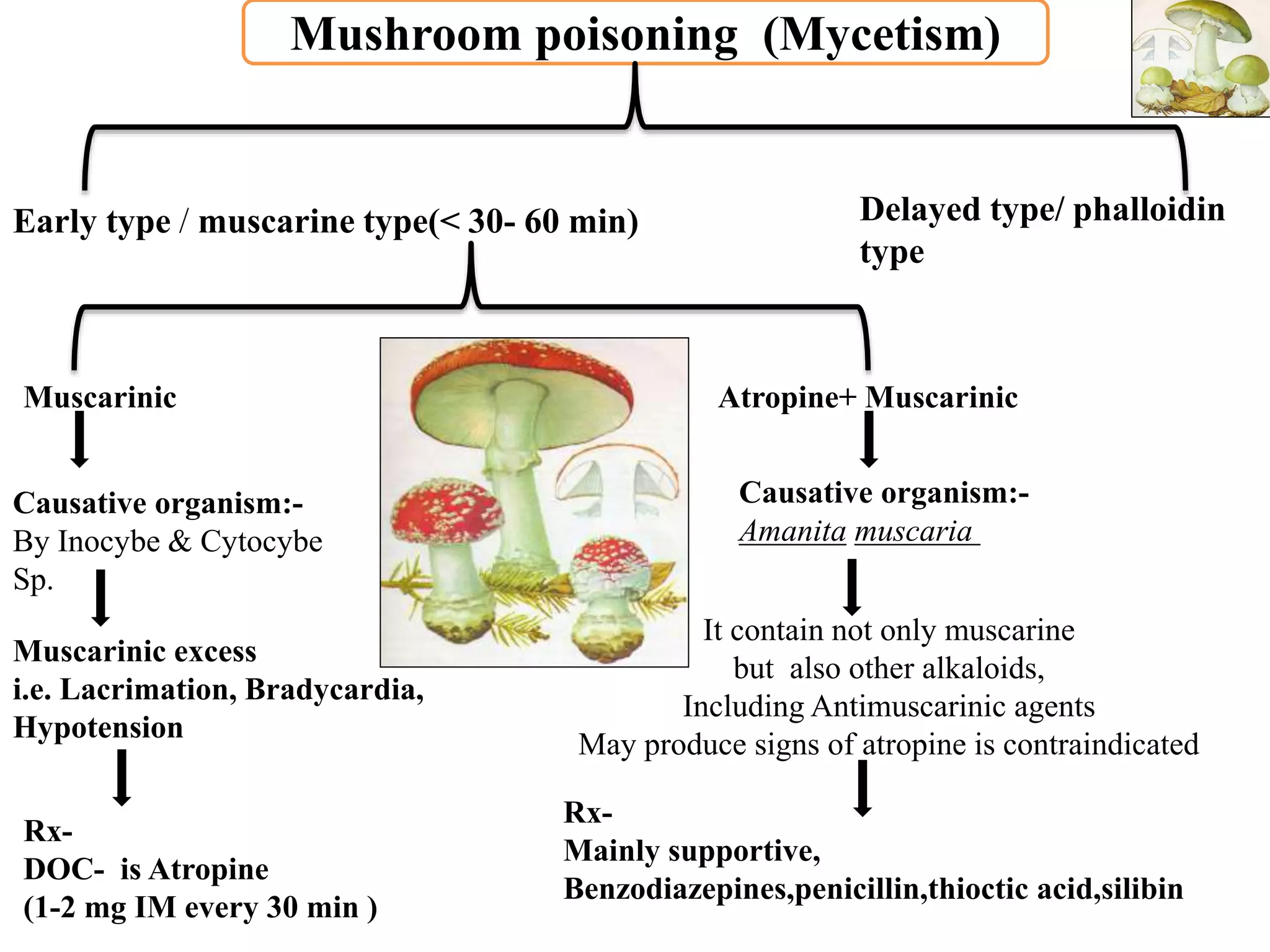 Mushroom poisoning (Mycetism)
Early type / muscarine type(< 30- 60 min)
Muscarinic Atropine+ Muscarinic
Causative organism:-
By Inocybe & Cytocybe
Sp.
Muscarinic excess
i.e. Lacrimation, Bradycardia,
Hypotension
Rx-
DOC- is Atropine
(1-2 mg IM every 30 min )
Causative organism:-
Amanita muscaria
It contain not only muscarine
but also other alkaloids,
Including Antimuscarinic agents
May produce signs of atropine is contraindicated
Rx-
Mainly supportive,
Benzodiazepines,penicillin,thioctic acid,silibin
Delayed type/ phalloidin
type
 