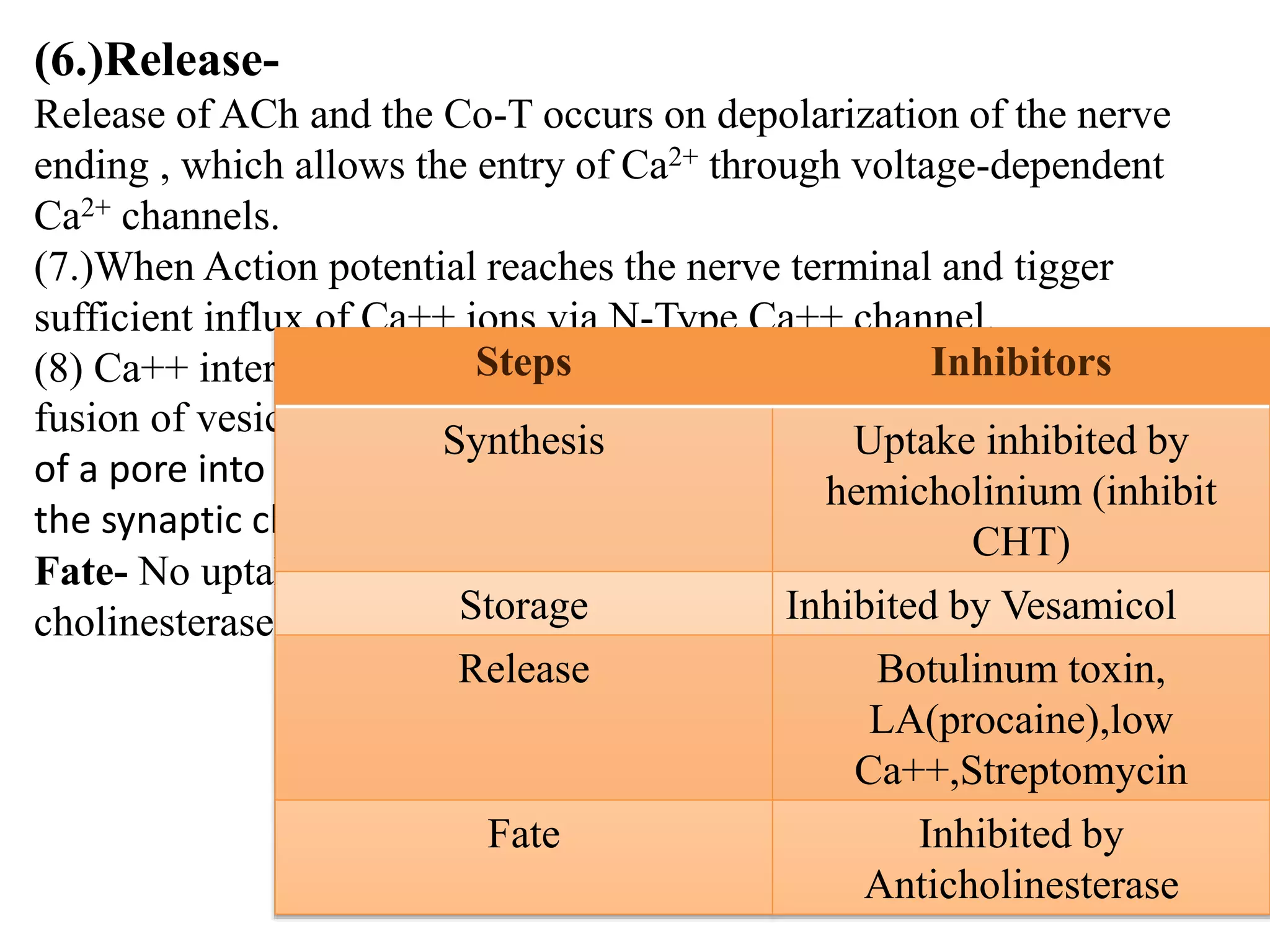 (6.)Release-
Release of ACh and the Co-T occurs on depolarization of the nerve
ending , which allows the entry of Ca2+ through voltage-dependent
Ca2+ channels.
(7.)When Action potential reaches the nerve terminal and tigger
sufficient influx of Ca++ ions via N-Type Ca++ channel.
(8) Ca++ interact with VAMP’s on the vesicle membrane and triggers
fusion of vesicle membrane with the terminal membrane and opening
of a pore into the synapse resultant exocytotic expulsion into
the synaptic cleft
Fate- No uptake .Vary rapidly hydrolysis by true & pseudo-
cholinesterase into choline
Steps Inhibitors
Synthesis Uptake inhibited by
hemicholinium (inhibit
CHT)
Storage Inhibited by Vesamicol
Release Botulinum toxin,
LA(procaine),low
Ca++,Streptomycin
Fate Inhibited by
Anticholinesterase
 