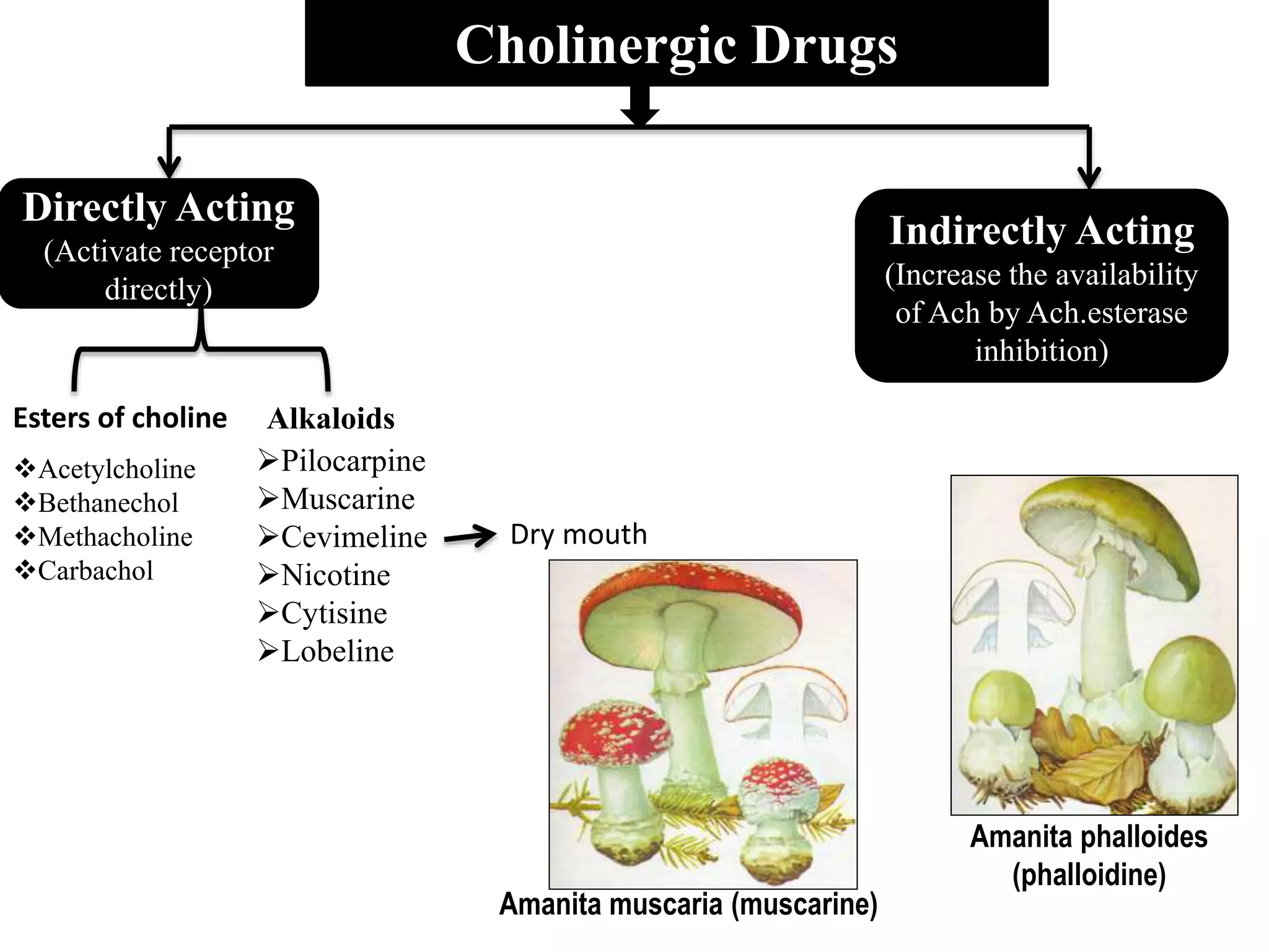 Cholinergic Drugs
Directly Acting
(Activate receptor
directly)
Indirectly Acting
(Increase the availability
of Ach by Ach.esterase
inhibition)
Acetylcholine
Bethanechol
Methacholine
Carbachol
Esters of choline Alkaloids
Pilocarpine
Muscarine
Cevimeline
Nicotine
Cytisine
Lobeline
Dry mouth
Amanita muscaria (muscarine)
Amanita phalloides
(phalloidine)
 