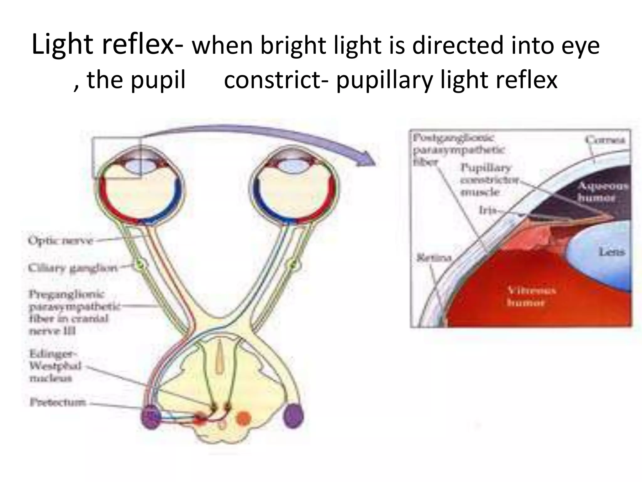 Light reflex- when bright light is directed into eye
, the pupil constrict- pupillary light reflex
 