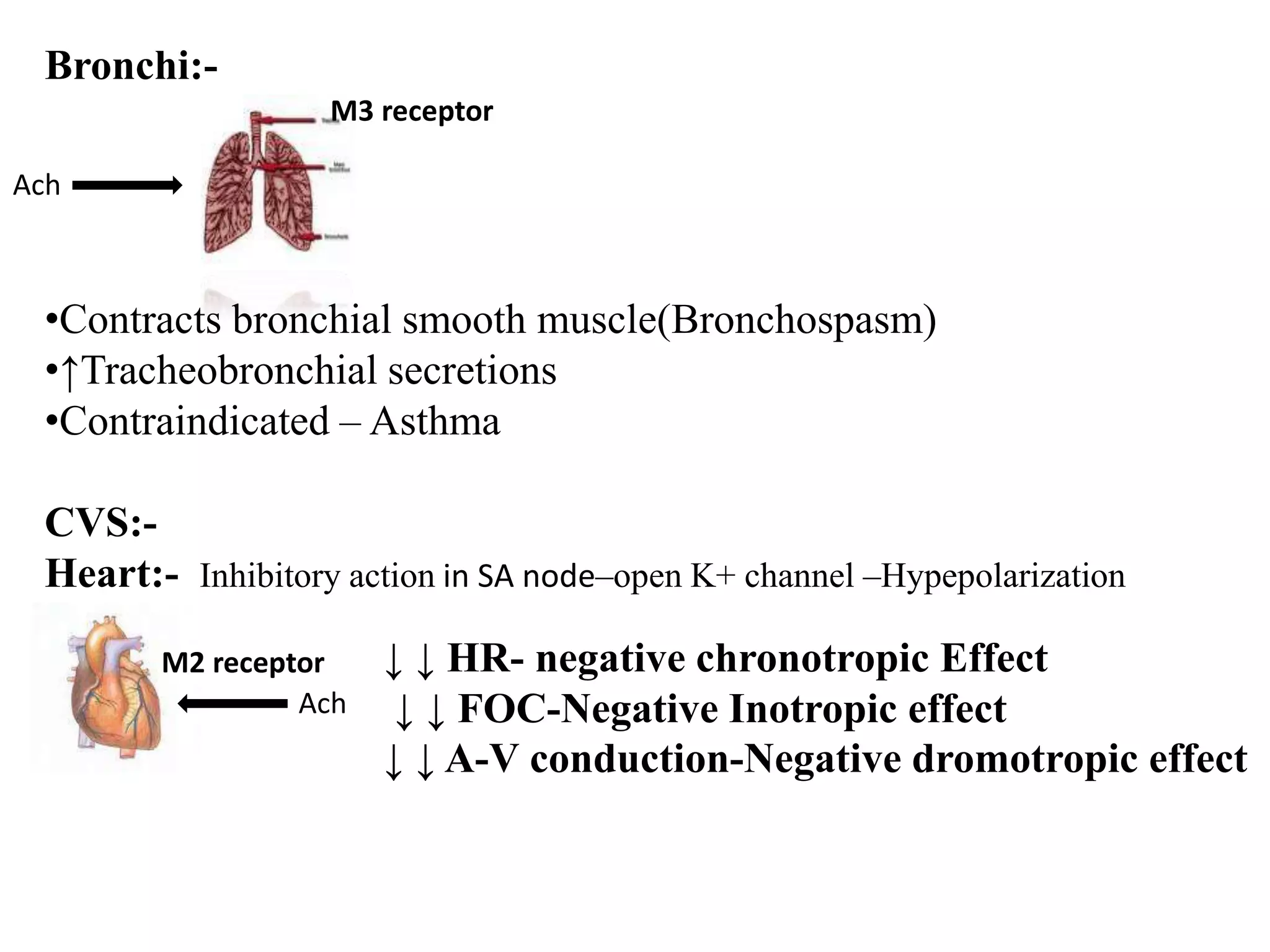Bronchi:-
•Contracts bronchial smooth muscle(Bronchospasm)
•↑Tracheobronchial secretions
•Contraindicated – Asthma
CVS:-
Heart:- Inhibitory action in SA node–open K+ channel –Hypepolarization
Ach
M3 receptor
M2 receptor
Ach
↓ ↓ HR- negative chronotropic Effect
↓ ↓ FOC-Negative Inotropic effect
↓ ↓ A-V conduction-Negative dromotropic effect
 