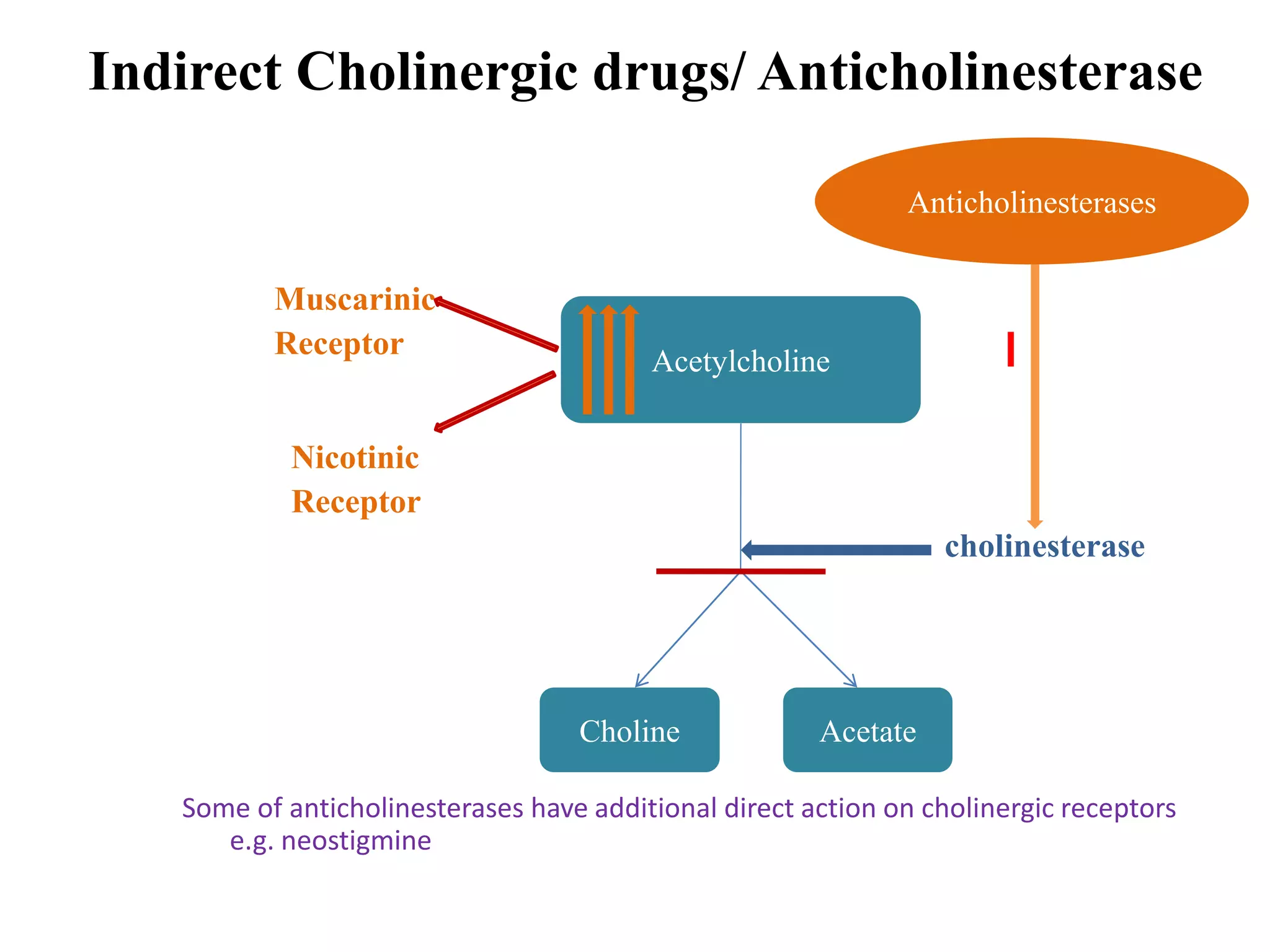 Indirect Cholinergic drugs/ Anticholinesterase
Muscarinic
Receptor
Nicotinic
Receptor
cholinesterase
Some of anticholinesterases have additional direct action on cholinergic receptors
e.g. neostigmine
Acetylcholine
Choline Acetate
Anticholinesterases
 