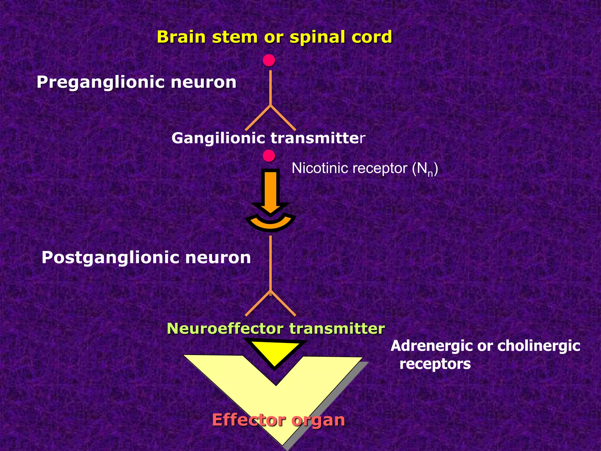 Brain stem or spinal cord
Gangilionic transmitter


Neuroeffector transmitter
Effector organ
Preganglionic neuron
Postganglionic neuron
Nicotinic receptor (Nn)
Adrenergic or cholinergic
receptors
 