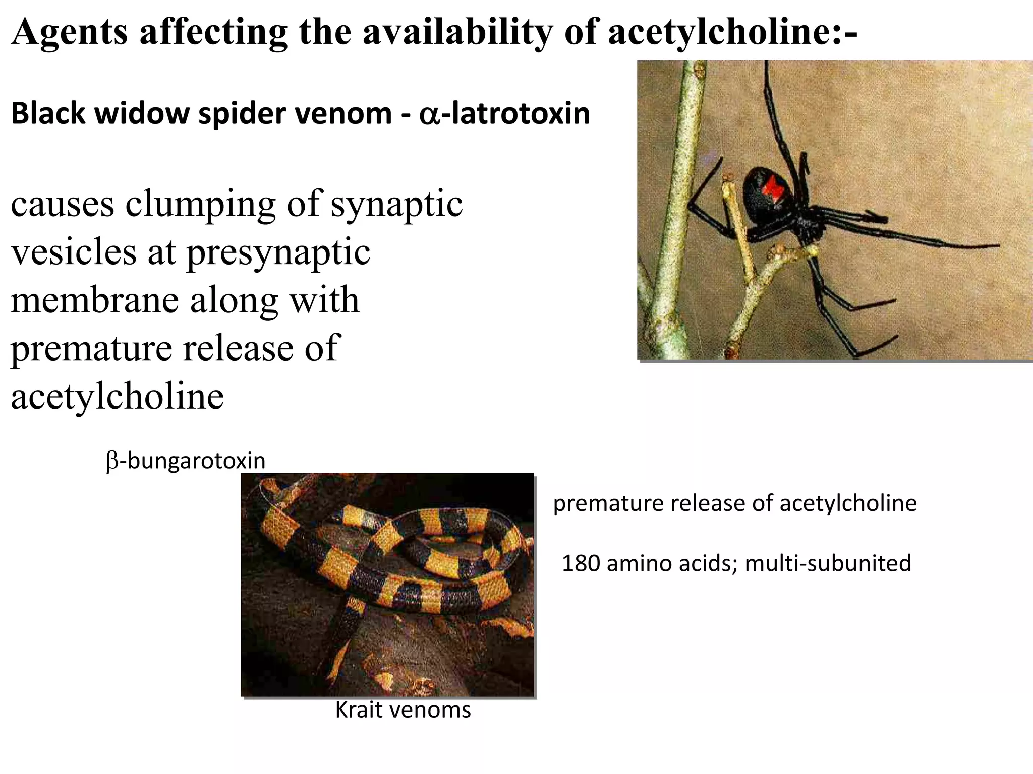 Black widow spider venom - a-latrotoxin
causes clumping of synaptic
vesicles at presynaptic
membrane along with
premature release of
acetylcholine
-bungarotoxin
premature release of acetylcholine
180 amino acids; multi-subunited
Agents affecting the availability of acetylcholine:-
Krait venoms
 
