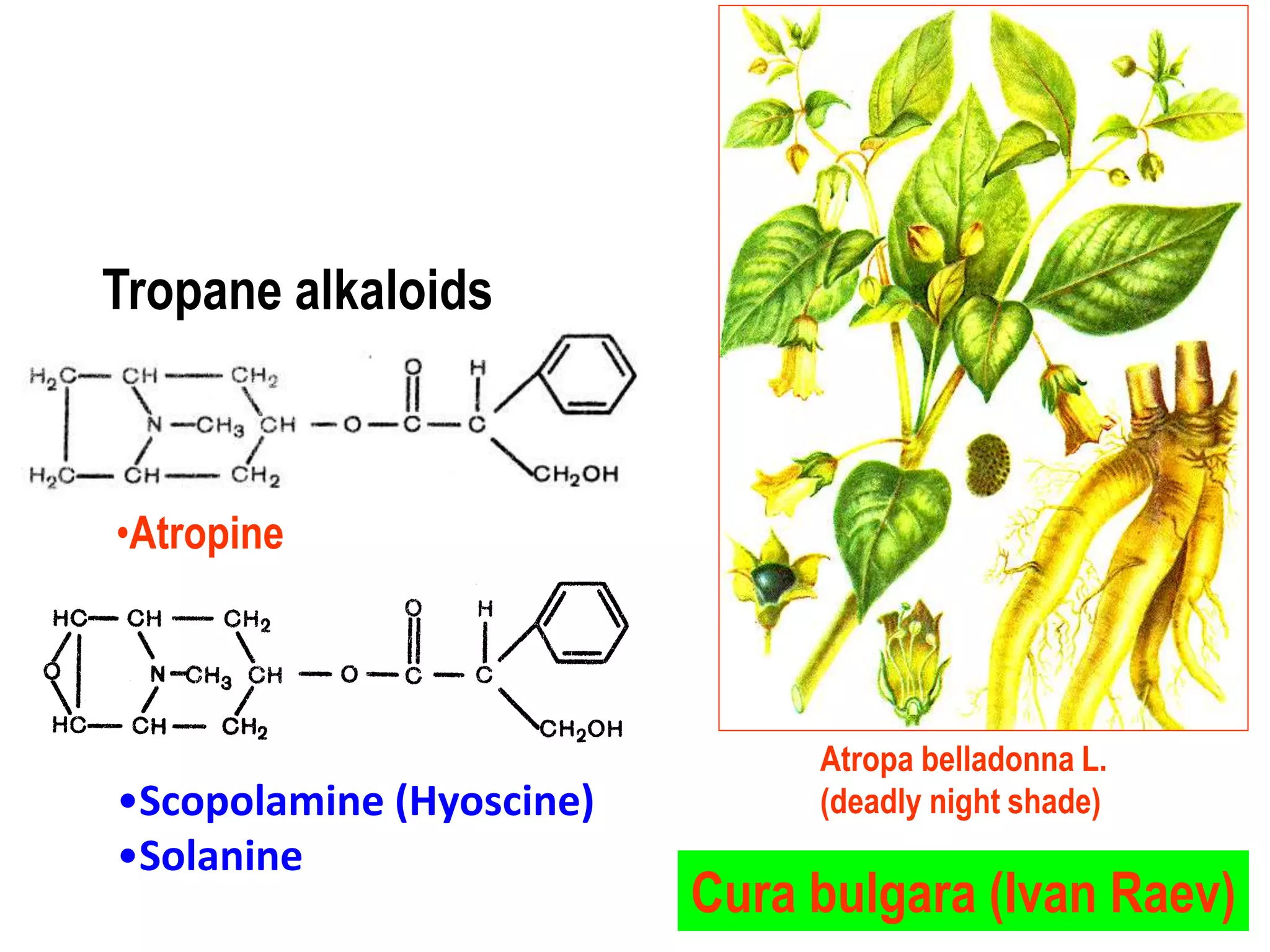 Tropane alkaloids
•Atropine
Atropa belladonna L.
(deadly night shade)
Cura bulgara (Ivan Raev)
•Scopolamine (Hyoscine)
•Solanine
 