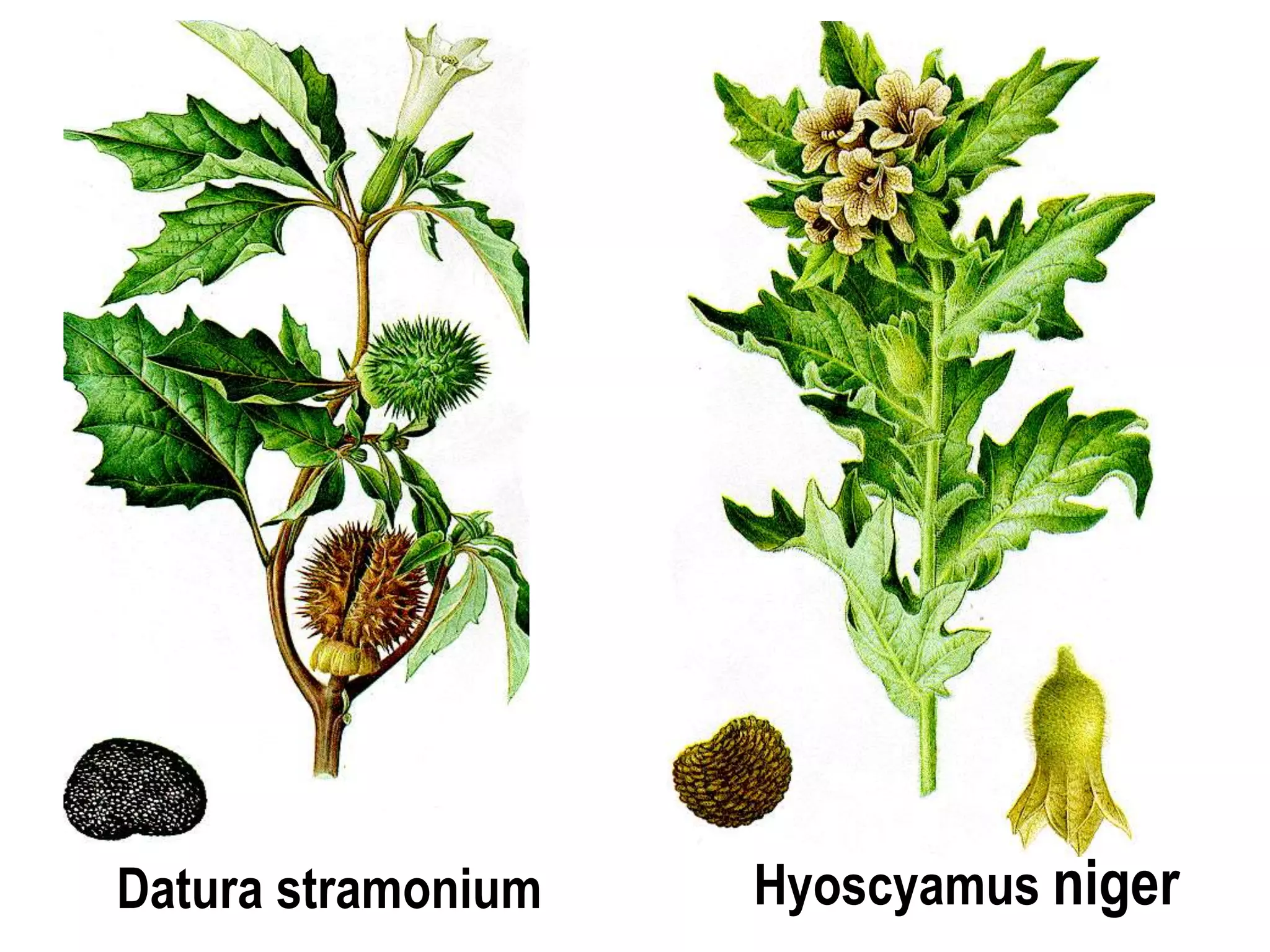 Datura stramonium Hyoscyamus niger
 