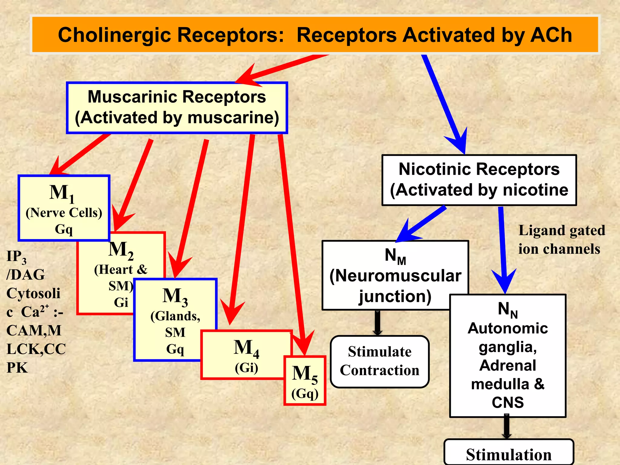 Nicotinic Receptors
(Activated by nicotine
M2
(Heart &
SM)
Gi M3
(Glands,
SM
Gq M4
(Gi)
M5
(Gq)
NM
(Neuromuscular
junction)
NN
Autonomic
ganglia,
Adrenal
medulla &
CNS
Muscarinic Receptors
(Activated by muscarine)
Cholinergic Receptors: Receptors Activated by ACh
M1
(Nerve Cells)
Gq
Stimulate
Contraction
Stimulation
Ligand gated
ion channelsIP3
/DAG
Cytosoli
c Ca2⁺ :-
CAM,M
LCK,CC
PK
 
